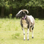 Bramley - mother of Jazz