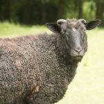 Jazz - Jacob sheep