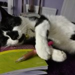 Jazzpurr
