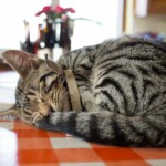 Leopold - son of Tabatha